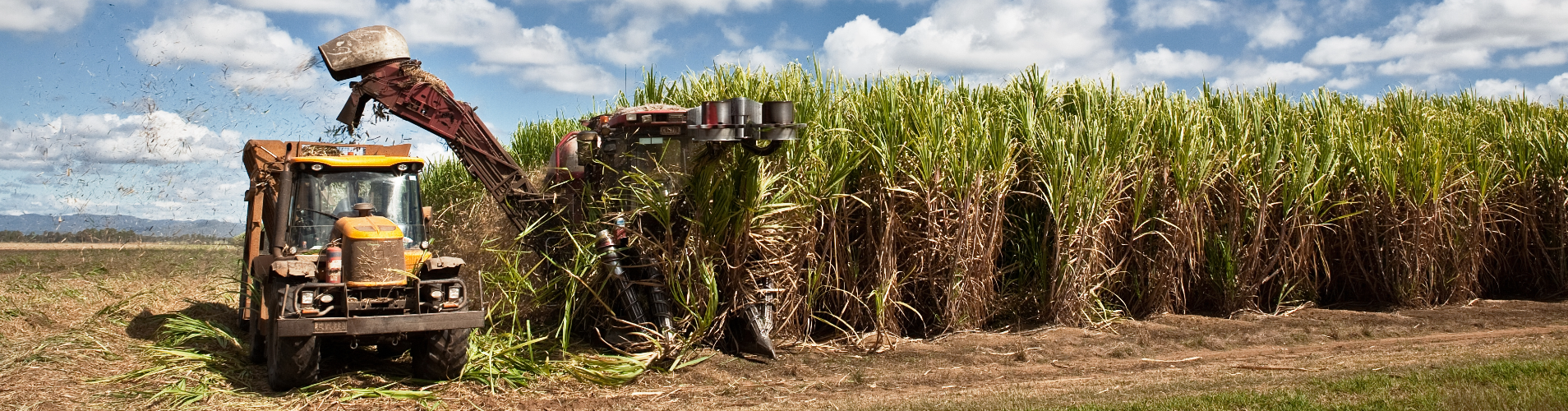 Sugarcane in the field.